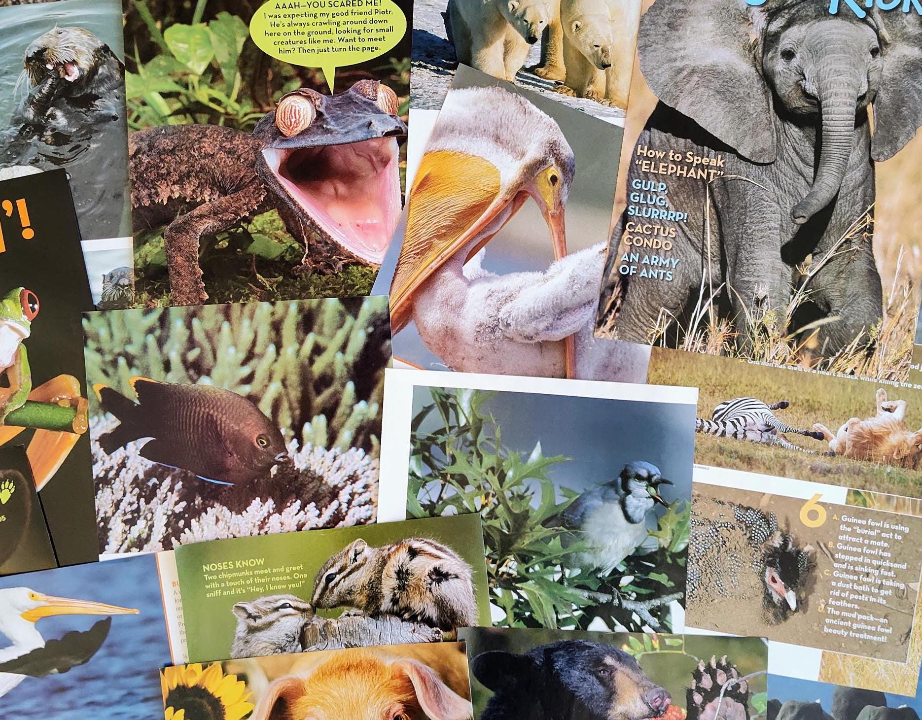 Random Animal Magazine Animal Magazine Ephemera: 100 Piece Lot for Junk Journals & Collages - Etsy