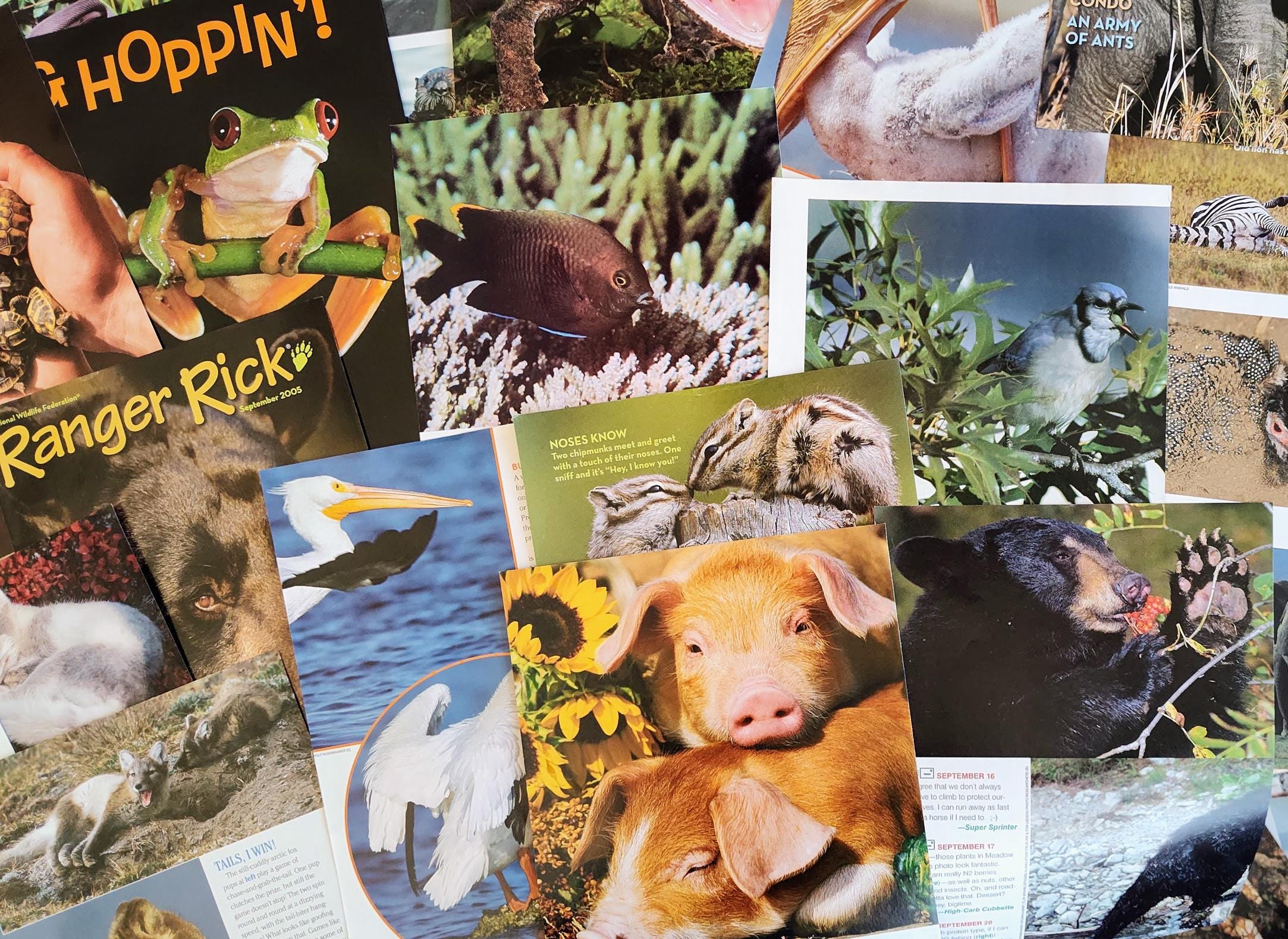 Random Animal Magazine Animal Magazine Ephemera: 100 Piece Lot for Junk Journals & Collages - Etsy