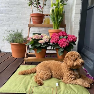 Puede incluir: Un perro de color marrón dorado descansa sobre una alfombra verde con un asa naranja. La alfombra está sobre una terraza de madera, rodeada de plantas en macetas, incluyendo hortensias rosas y calas. Un estante de madera sostiene plantas adicionales en macetas.