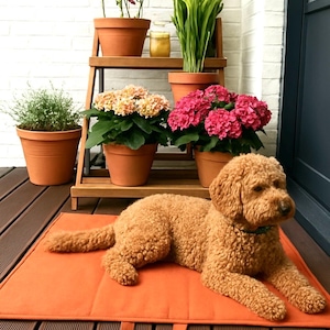 Puede incluir: Un perro marrón dorado descansa sobre una alfombra naranja para mascotas en una terraza de madera. Plantas en macetas, incluidas hortensias y vegetación, se encuentran en un estante de madera. El fondo presenta una pared de ladrillos blancos.