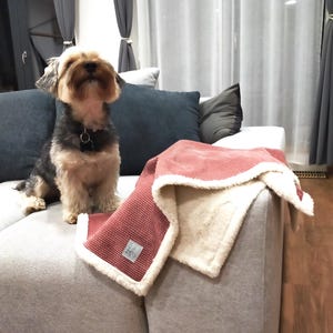 Puede incluir: Un pequeño perro marrón y negro se sienta en un sofá gris claro con una manta roja y blanca. La manta tiene un borde de piel blanca y una pequeña etiqueta con un diseño de hoja.