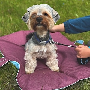 Puede incluir: Un perro pequeño, gris y marrón, está sentado en una cama para perros de color morado y azul. El perro lleva un collar azul con un dije de hueso. El perro está mirando a la cámara.