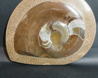 Large Decorative Polished Ammonite Fossil