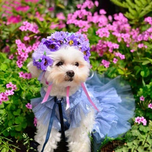 Dogs wearing baby clothes online