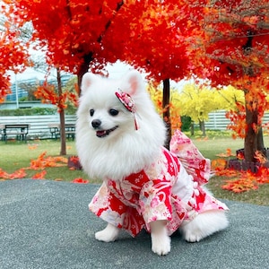 Kimono à fleurs roses pour chiens et chats, costume national japonais pour animaux de compagnie chats chiens Yukata, costume de festival des cerisiers en fleurs vêtements pour animaux de compagnie Déguisements image 1