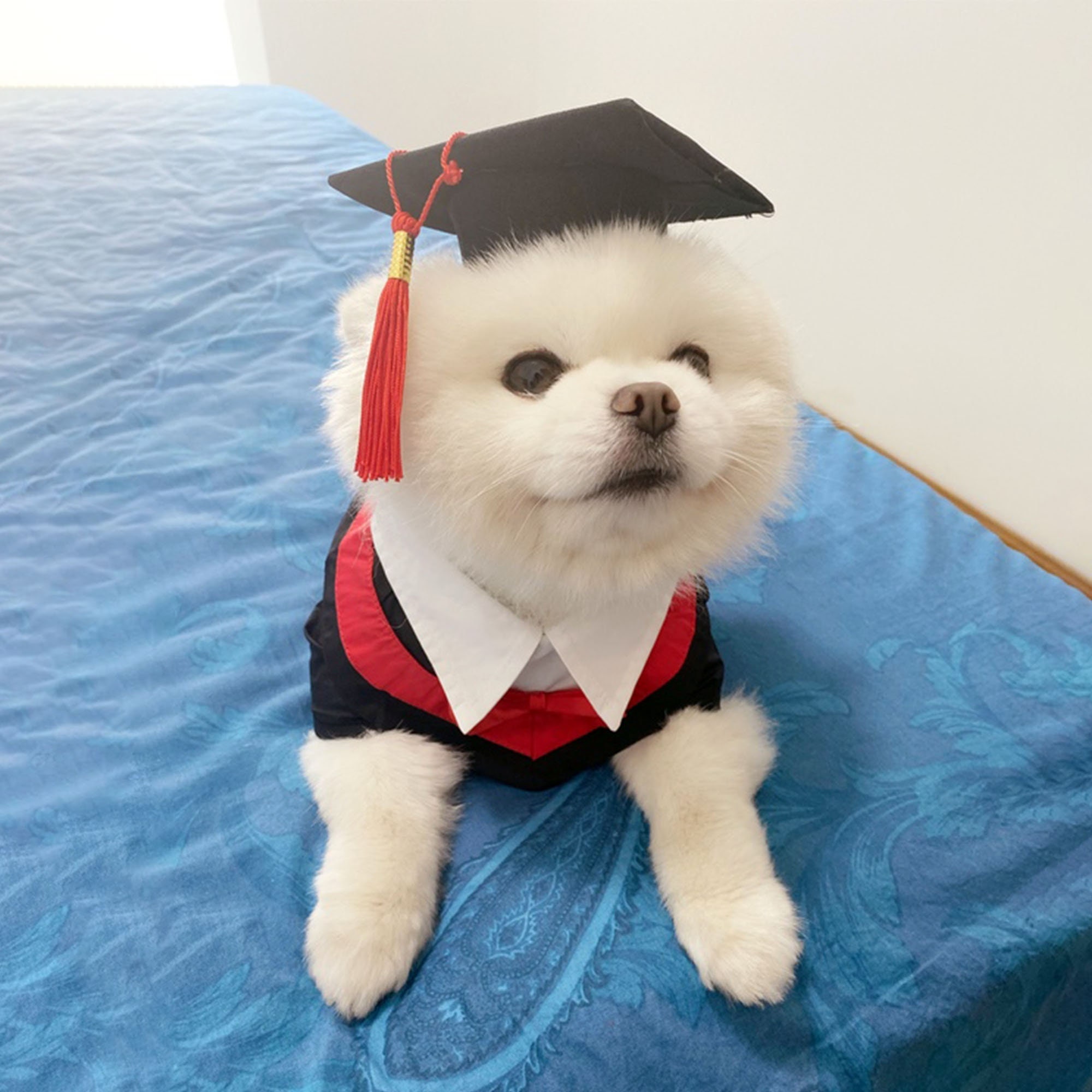 Amazon.com : HACRAHO Pet Graduation Costume Set,3 PCS Dog Graduation Hats  with Yellow Tassel Pet Graduation Cap with Adjustable Necktie Bowtie Collar  for Small and Medium Dogs Cats : Pet Supplies