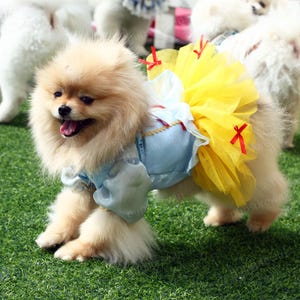 Halloween Dog Costume Princess Snow Inspired, Pale Blue Satin Yellow Tulle Dress for Large Dogs and Cats, Custom Pets Clothes Cosplay Outfit