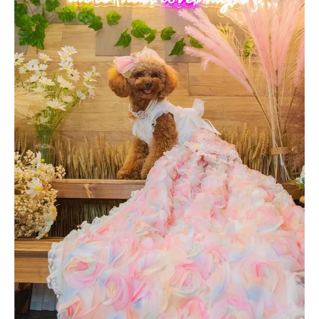 Hanyang Luxury Pet Dog Cat Skirt Sequined Embroidered Lace Dress Clothes  Evening Dress Wedding Dog Cat Clothes - China Dog Designer Clothing and Dog  Clothing price