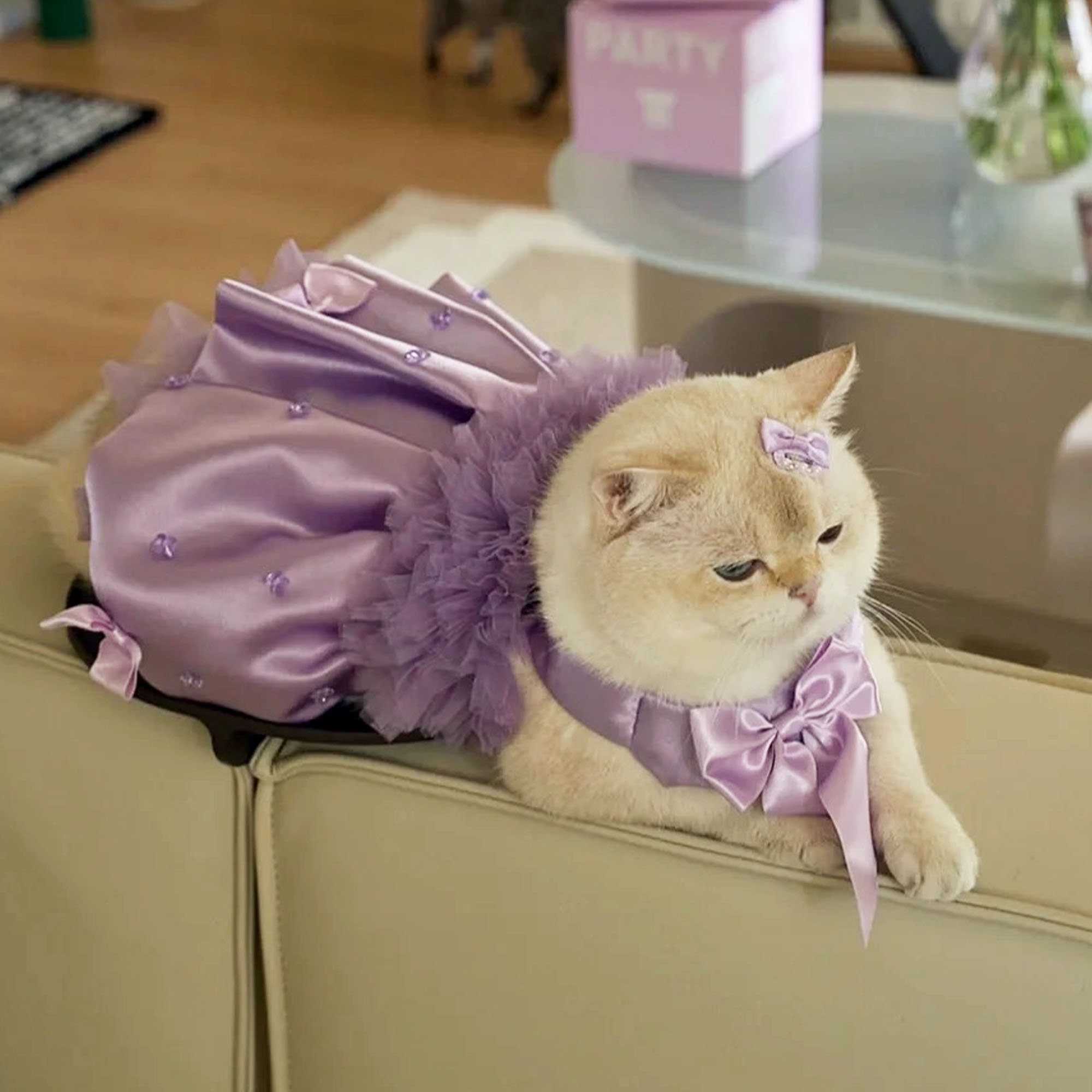 Dresses for cats online hotsell