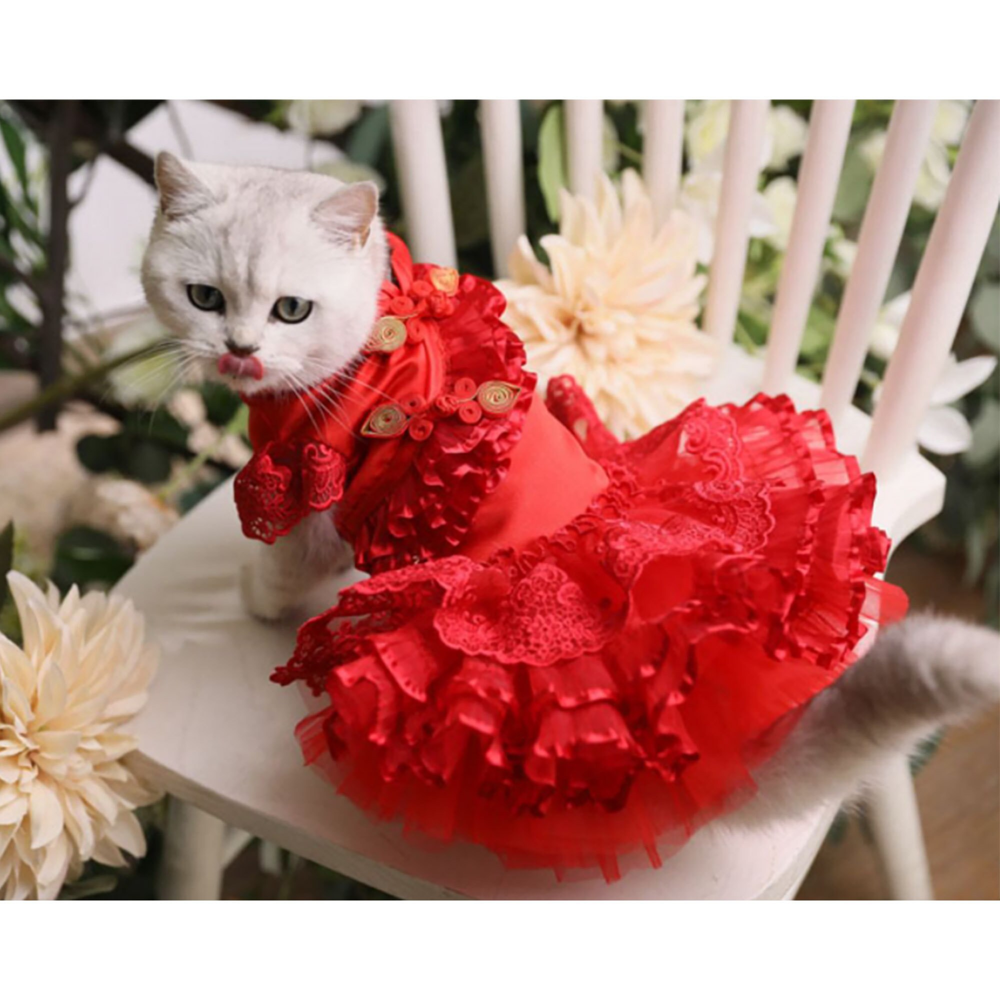 cat chinese new year costume