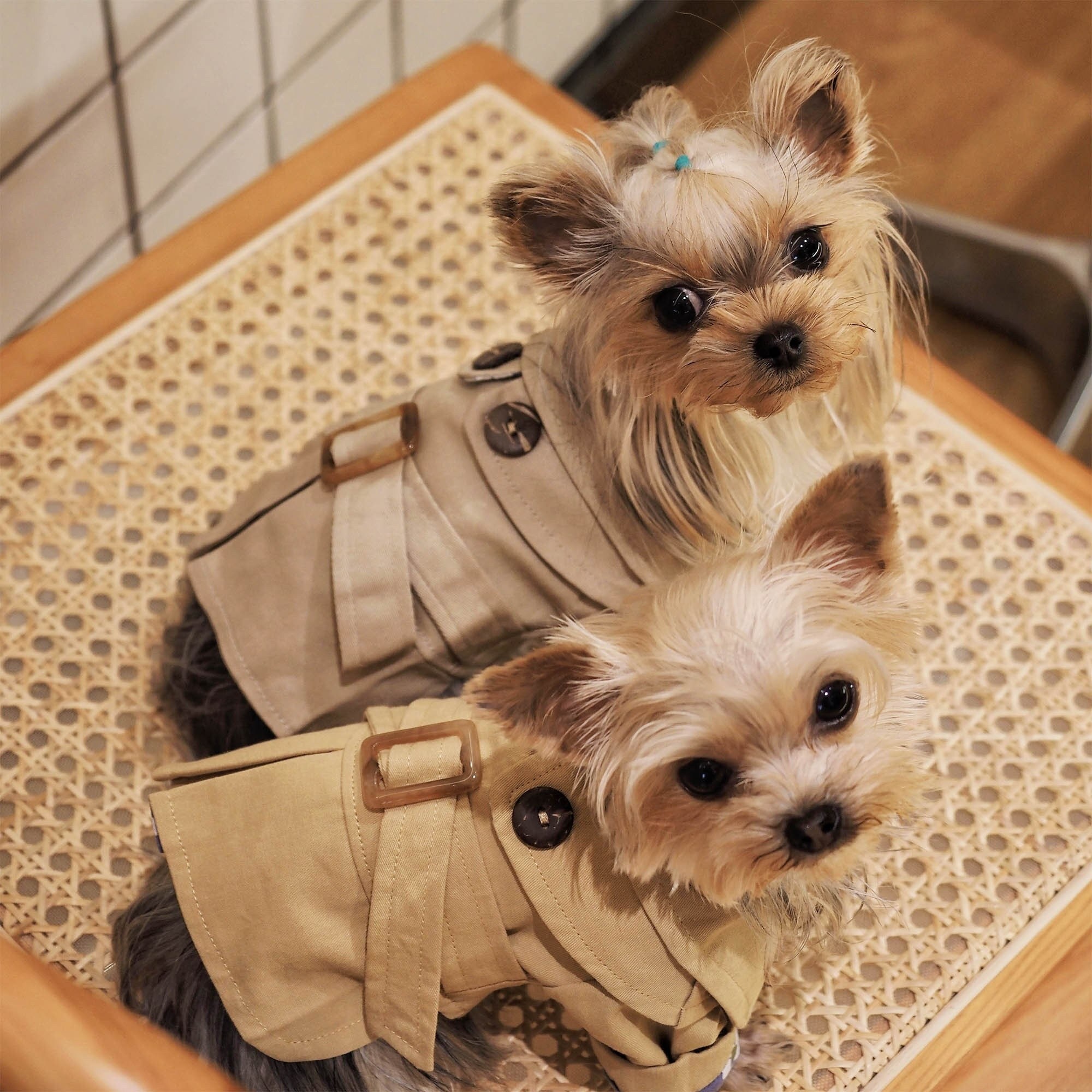 Dog in cheap trench coat