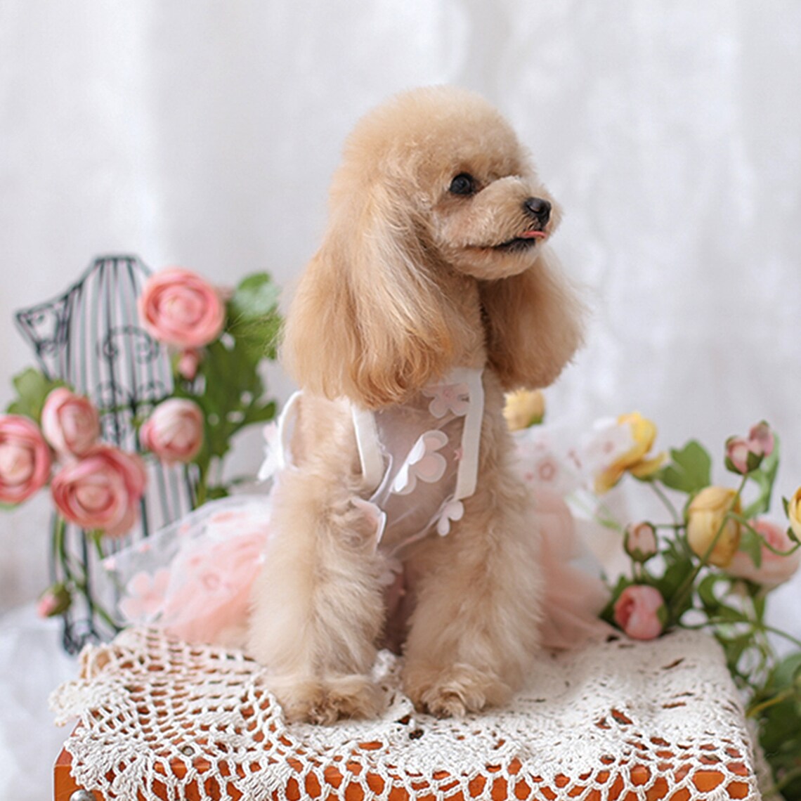 Summer Cat Dog Wedding Dress Bridesmaid Costume Birthday Etsy