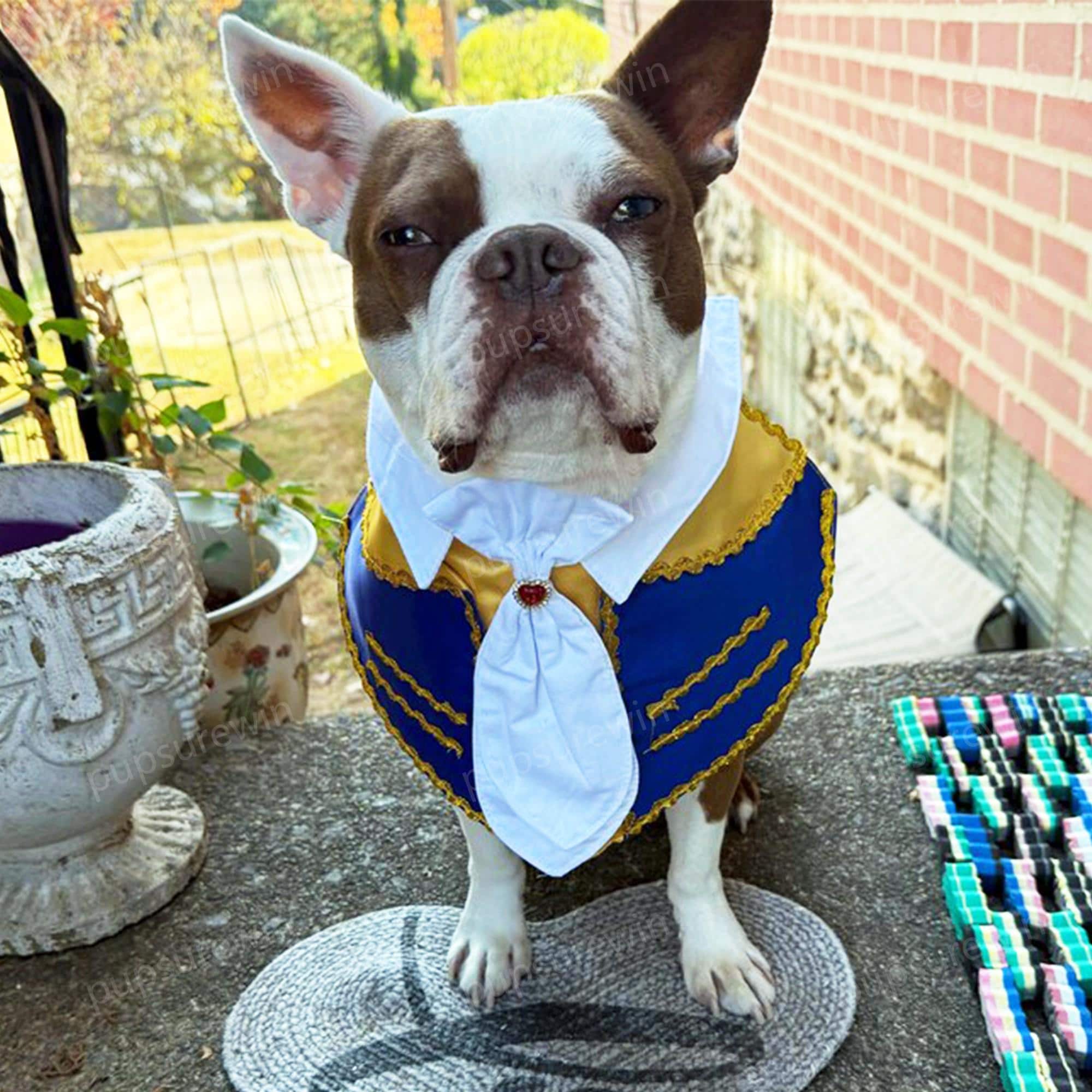 犬用ビーストプリンスコスチューム ハロウィンコスプレドレスアップ