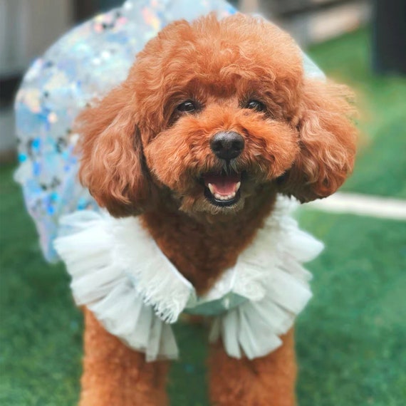 Labrador dress i feel pretty sale