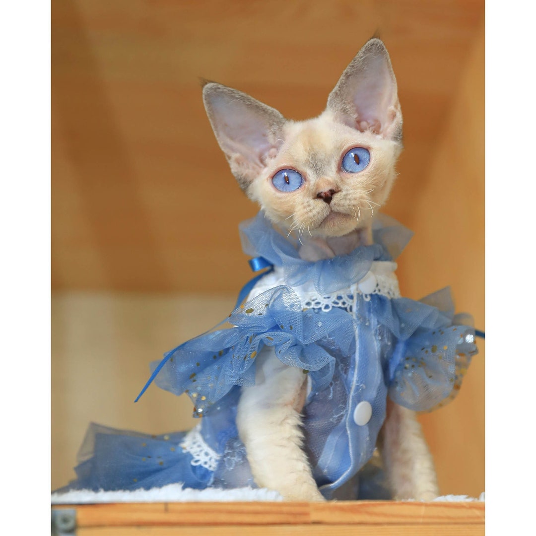 Summer Sphynx Cat Dress Sparkling Blue Tutu Dress for Etsy