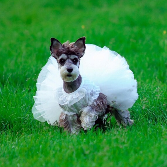 Wedding Dog Dress Custom Size White Tutu Ballet Gown for Large Dogs and Cats Bride Bridesmaid Dog Costume Princess Birthday Pets Clothes Etsy Canada