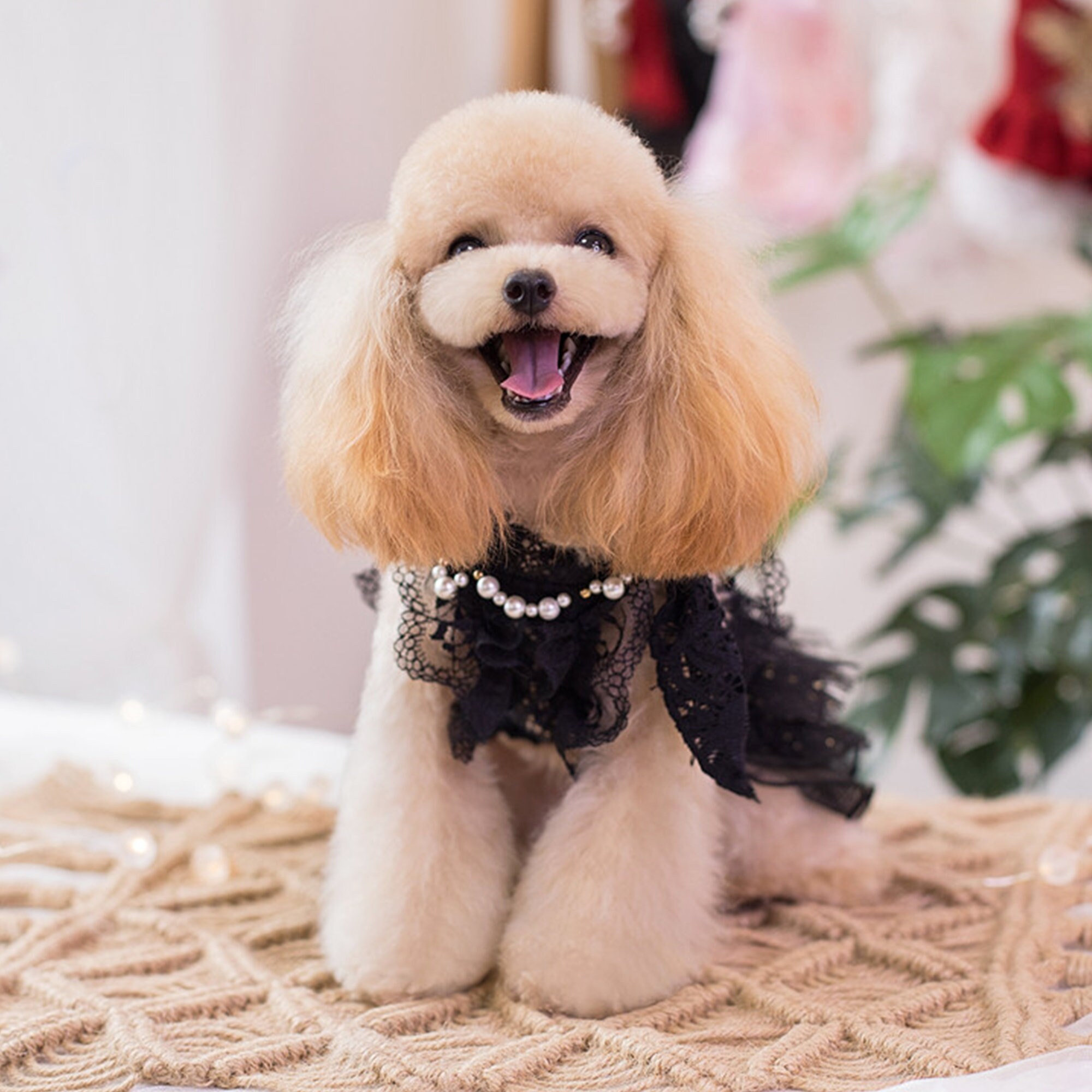 Dog Wedding Dress Bridesmaid Costume Birthday Holiday Party Etsy