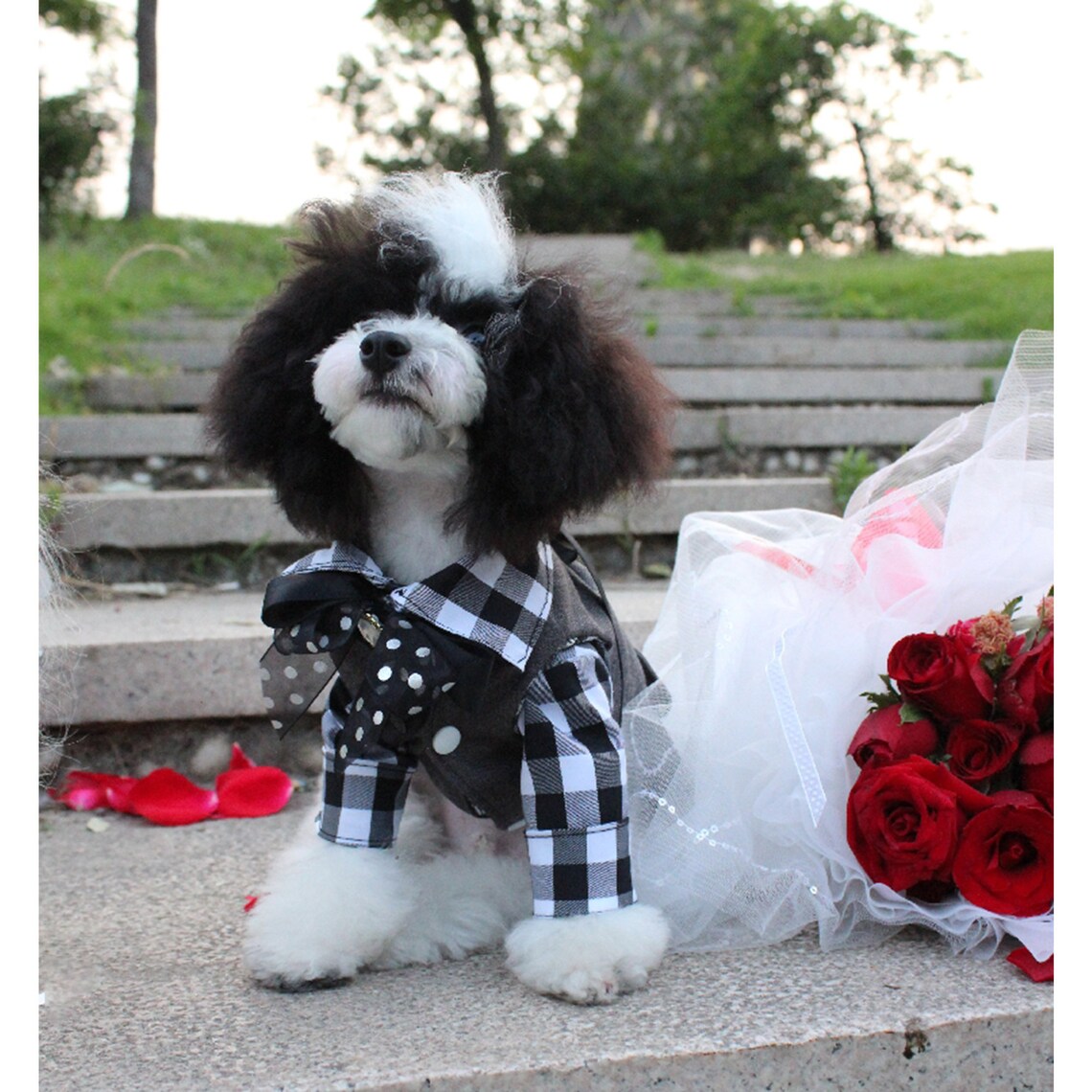 Boy Dog Wedding Suit Pet Bridegroom Costume Puppy Doggy Cat Etsy