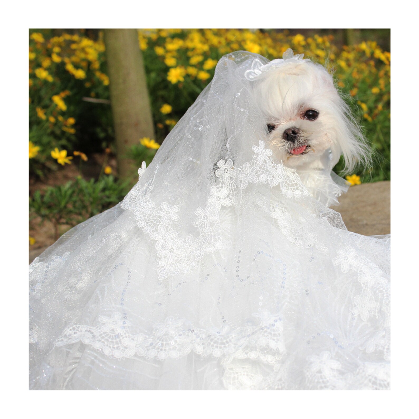 Cat Dog Wedding Veil Pet Bride Bridesmaid Costume Birthday Etsy