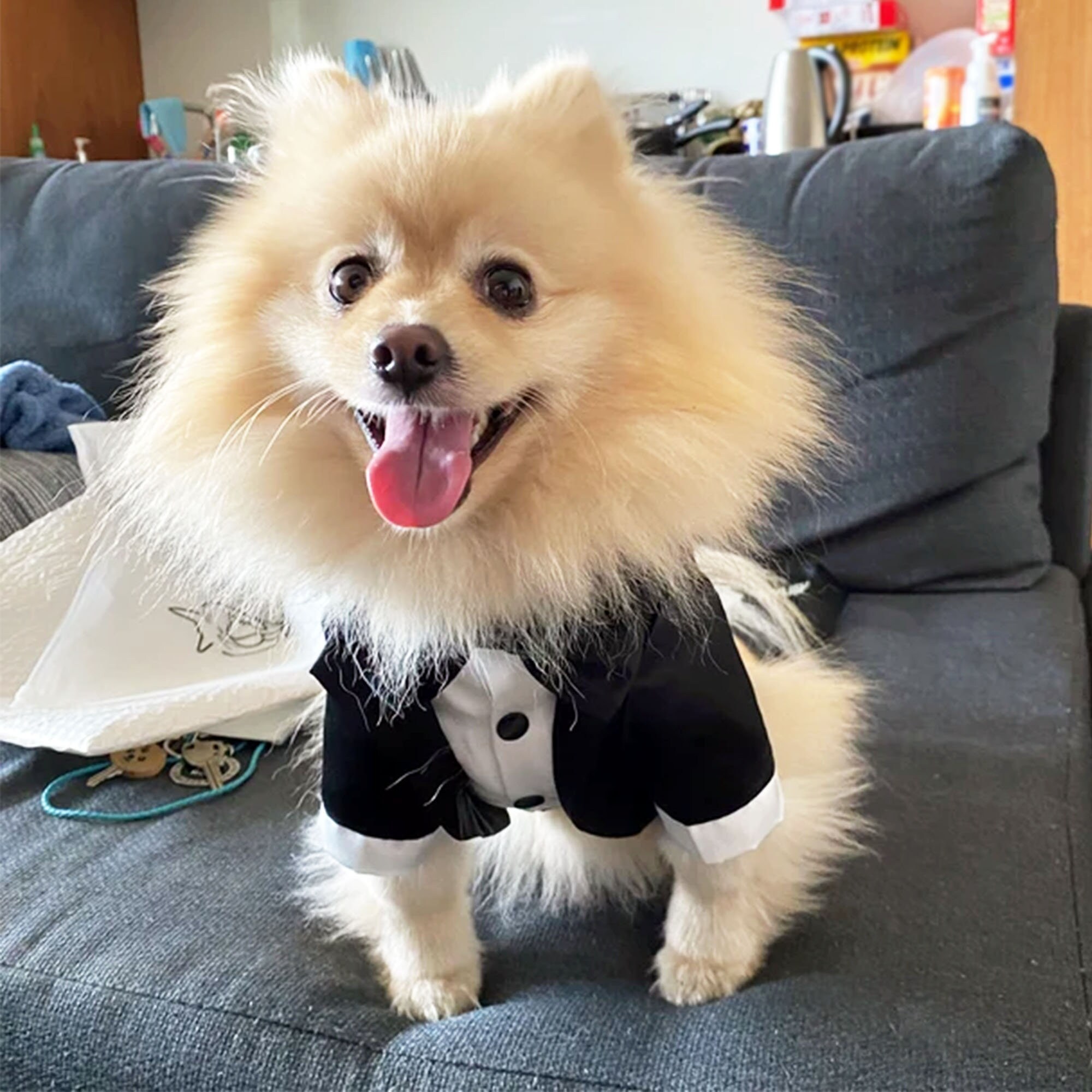 Etsy dog tuxedo hotsell
