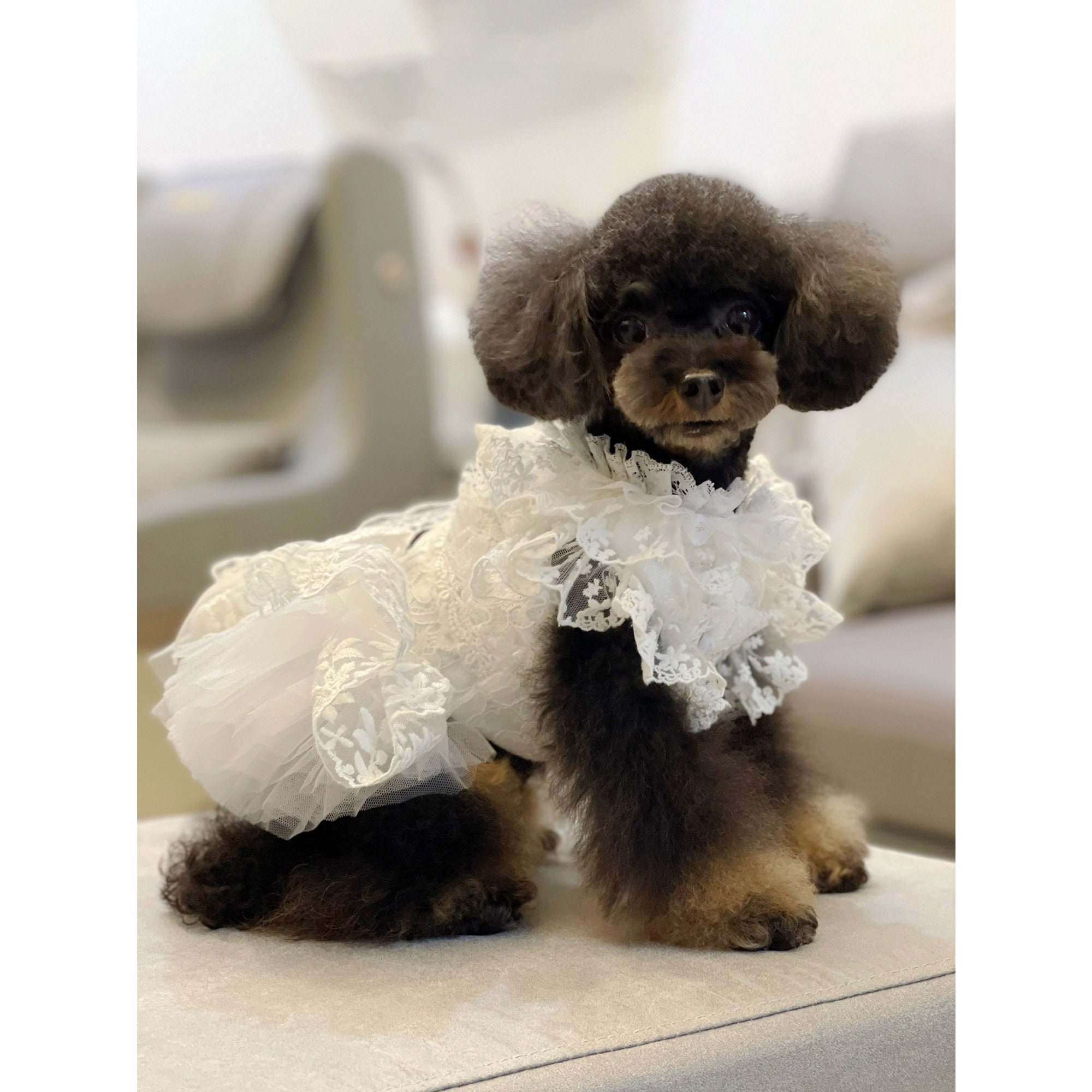 Cat Dog Wedding Dress Bridesmaid White Costume Birthday Etsy