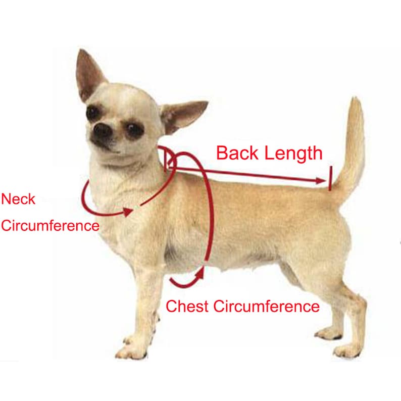 May include: Diagram showing how to measure a dog for a clothing item. The diagram shows a small, light brown dog with red lines indicating the measurements for neck circumference, chest circumference, and back length.