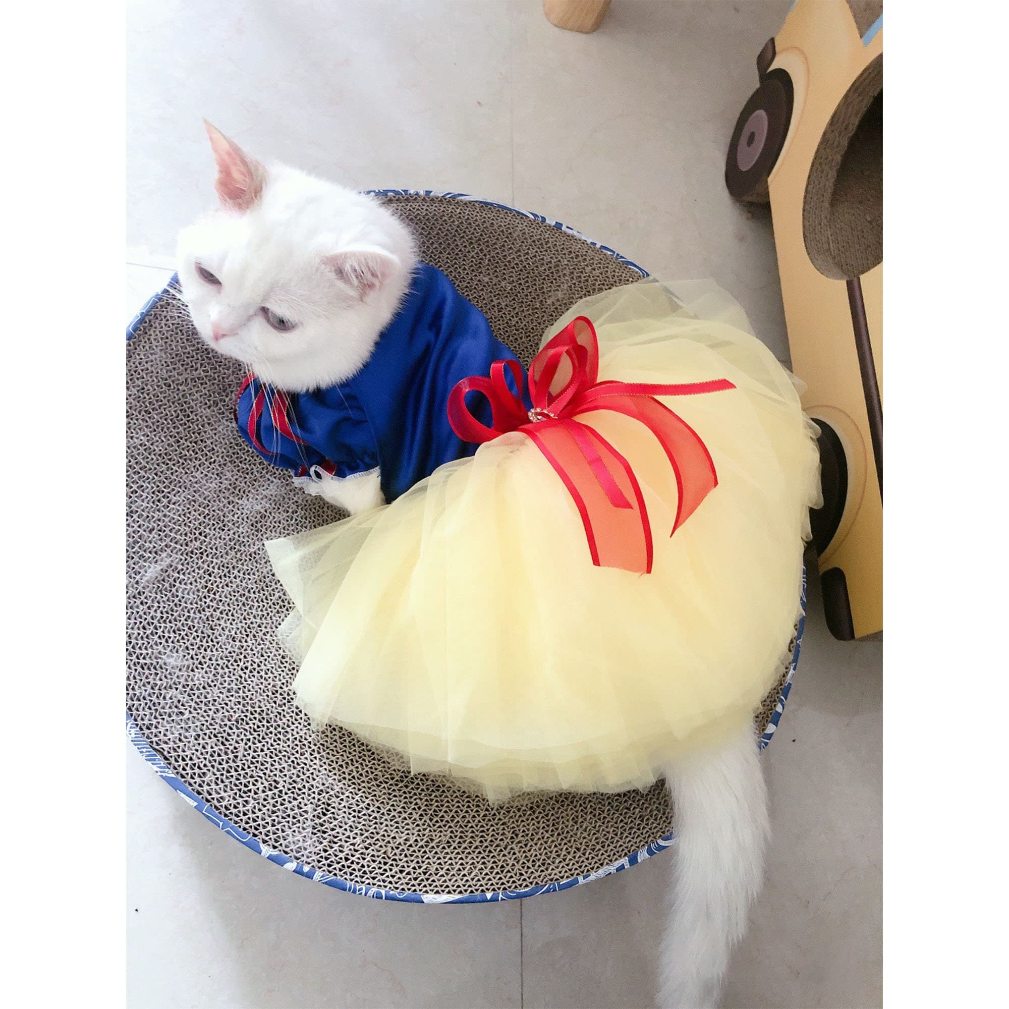 Matching cat outfits sales
