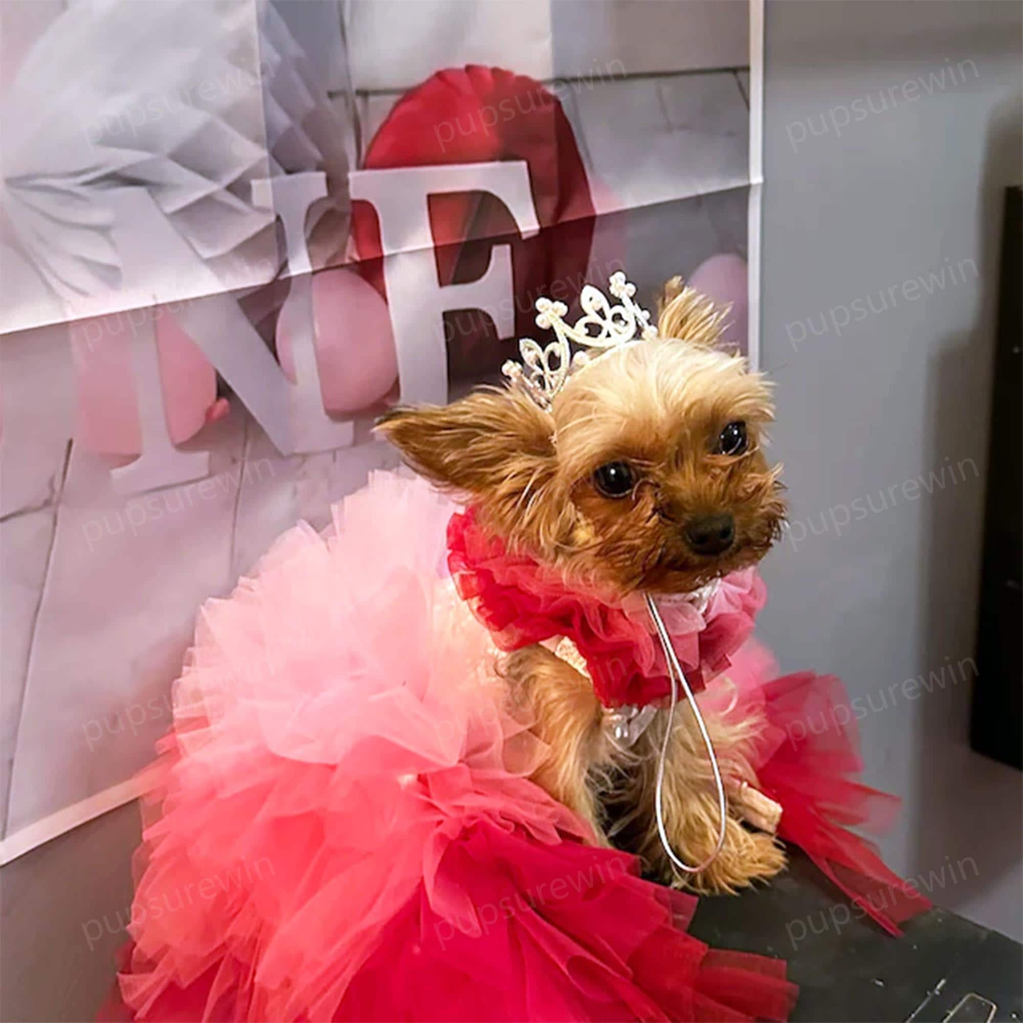 Wedding Dog Long Train Ballgown Custom Size, Ombre Fuschia Tulle