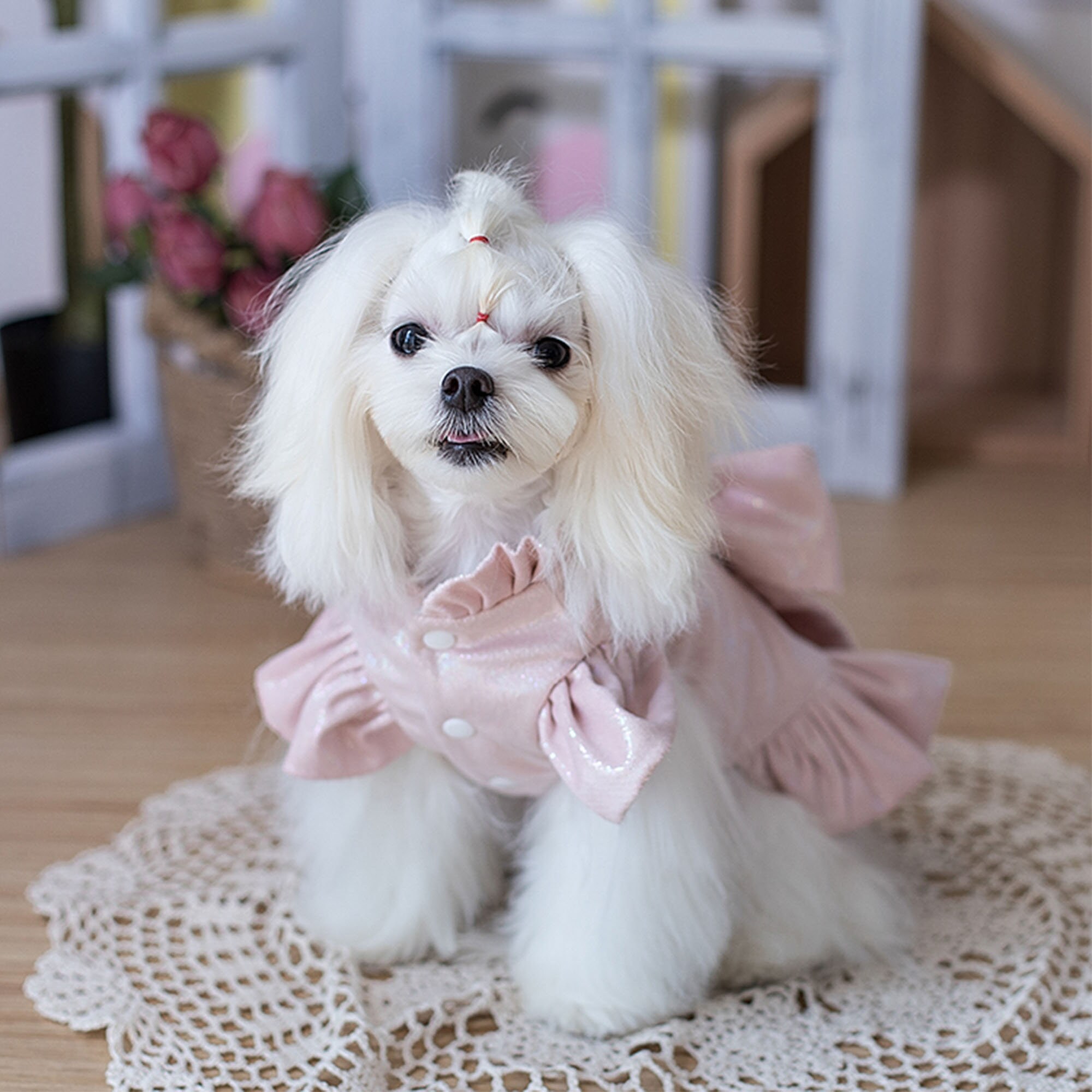 White and Black Dog Quinceanera Dress Fancy Knit Dog Dress With Ruffle for  Chihuahua or Yorkie Pet Gifts Ready to Ship 