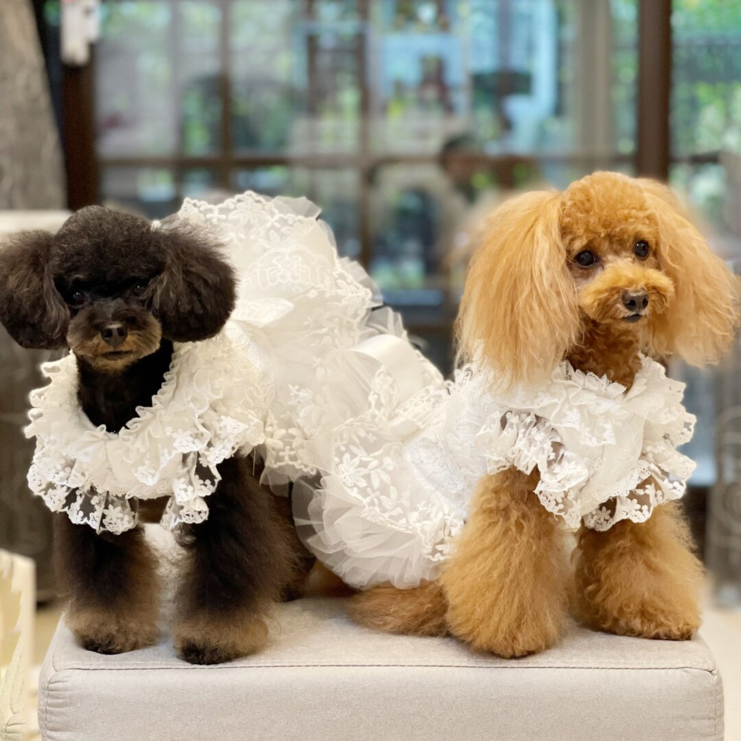Female Dog Dress Izefia Dog Dress Puppy Skirt Dog Princess Dresses