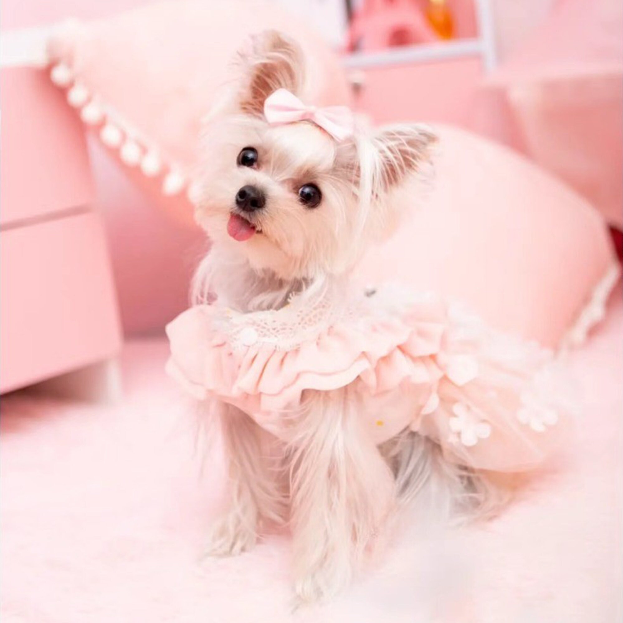 Dog Party Dress Etsy UK