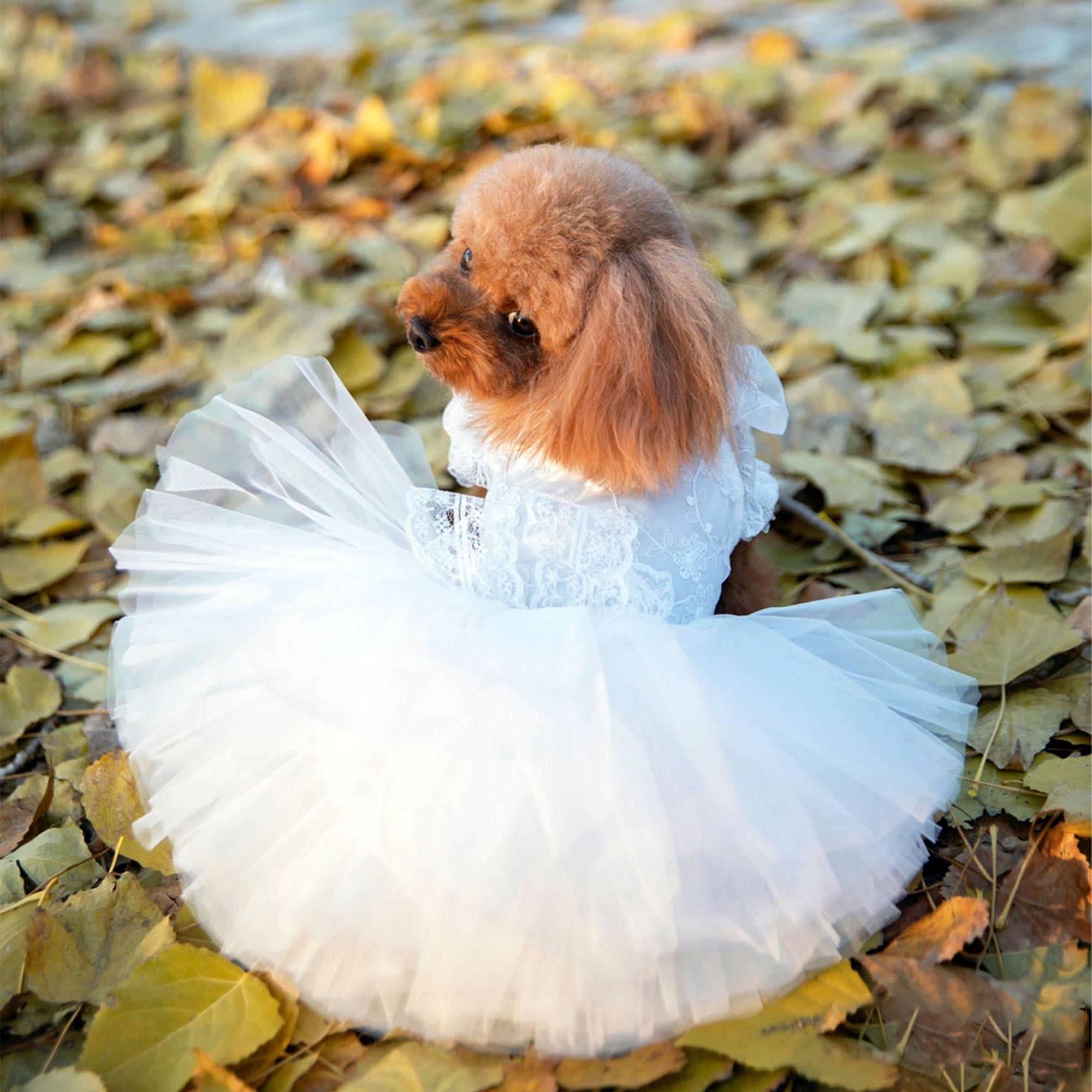 Dog bridesmaid dress online