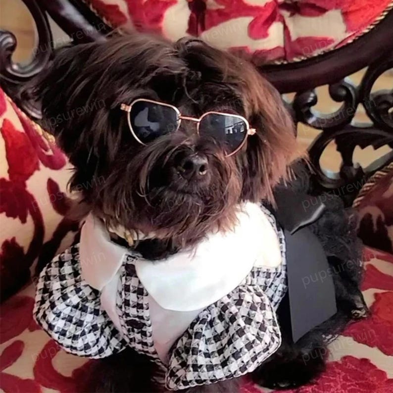 K&ouml;nnte beinhalten: Ein kleiner schwarzer Hund, der ein schwarz-wei&szlig; kariertes Kleid mit wei&szlig;em Kragen und herzf&ouml;rmigen Sonnenbrillen tr&auml;gt.