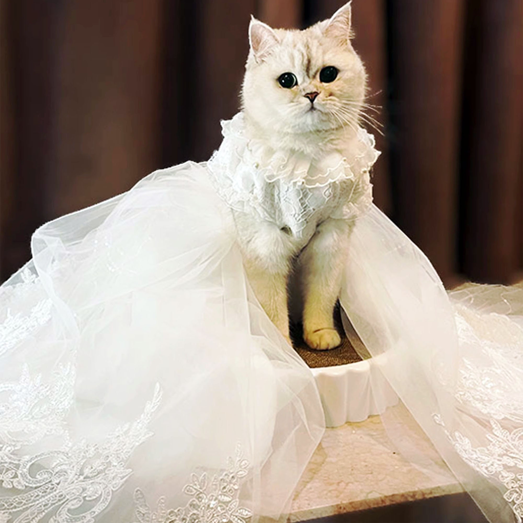 Robe de mariée pour chat hotsell