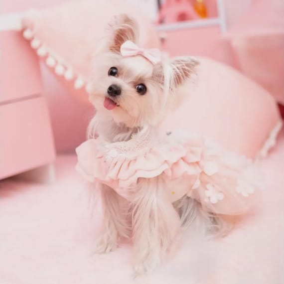 slim fit dress slacks Starry Night Dog Dress main image 1