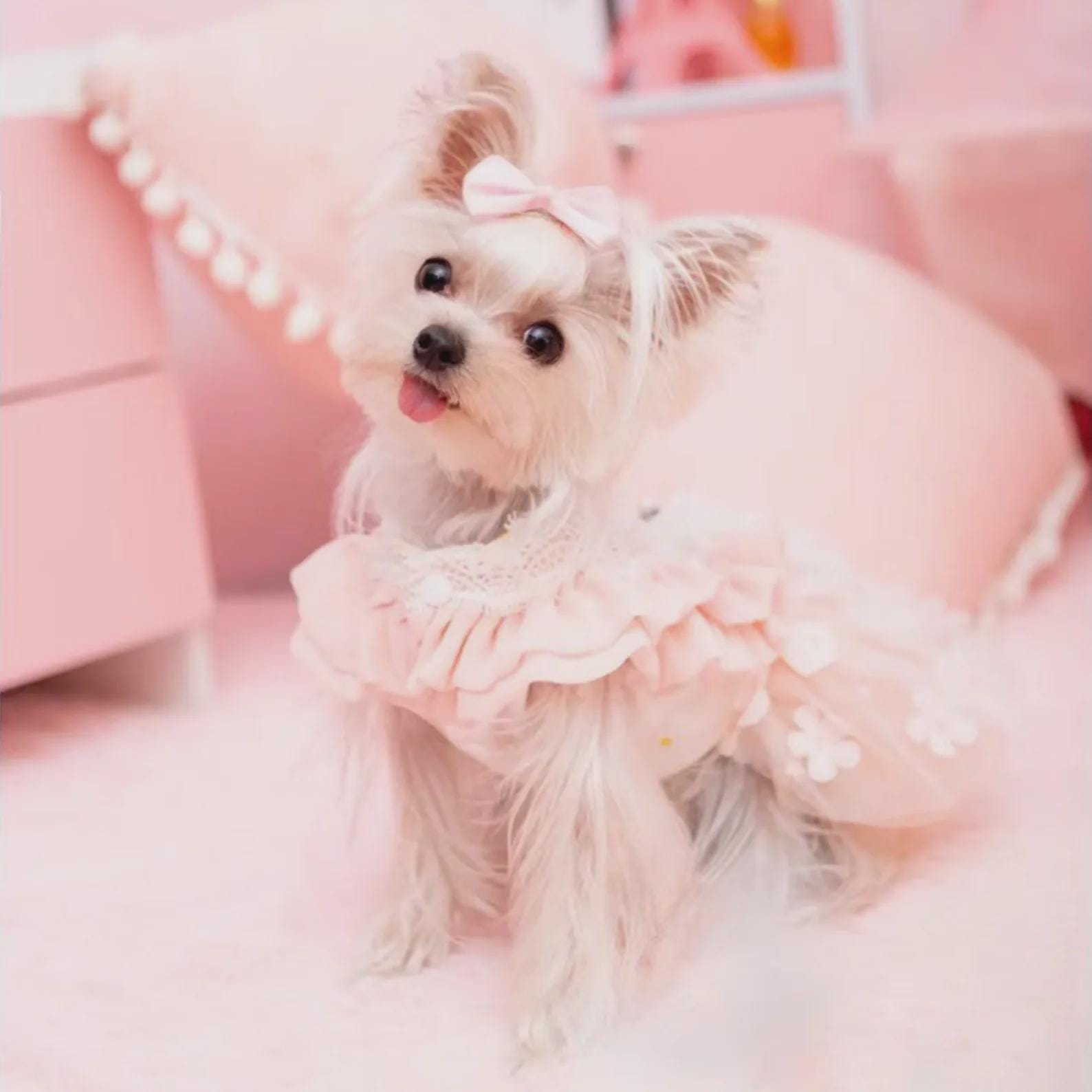 Custom Dog Wedding Dress, Peachy Pink Daisy Flower Tulle Dress for Large Dogs and Cats, Princess Costume Birthday Dog Outfit Pets Clothes - Etsy Custom Dog Wedding Dress, Peachy Pink Daisy Flower Tulle Dress for Large Dogs and Cats, Princess Costume Birthday Dog Outfit Pets Clothes - Etsy