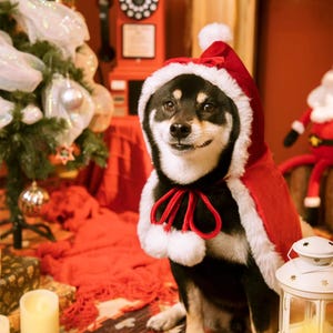 Dog Christmas Costume Etsy UK