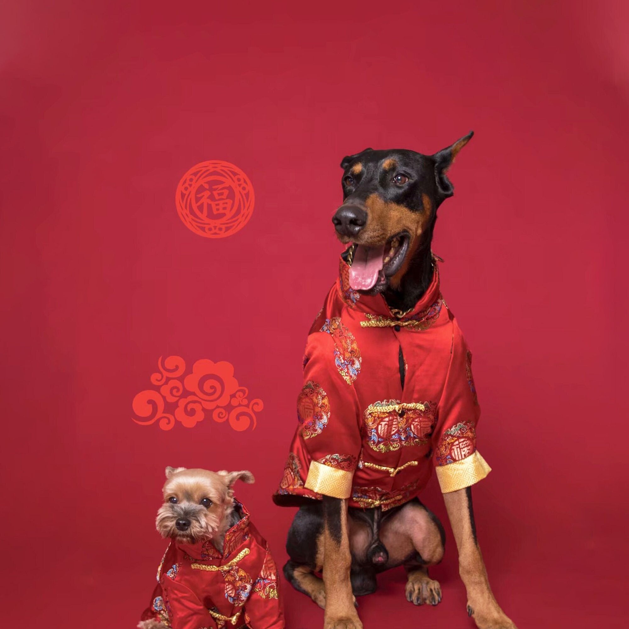 Chinese dog outfit 2025