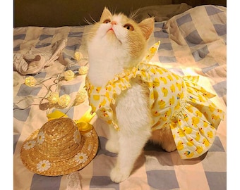 kittens in dresses