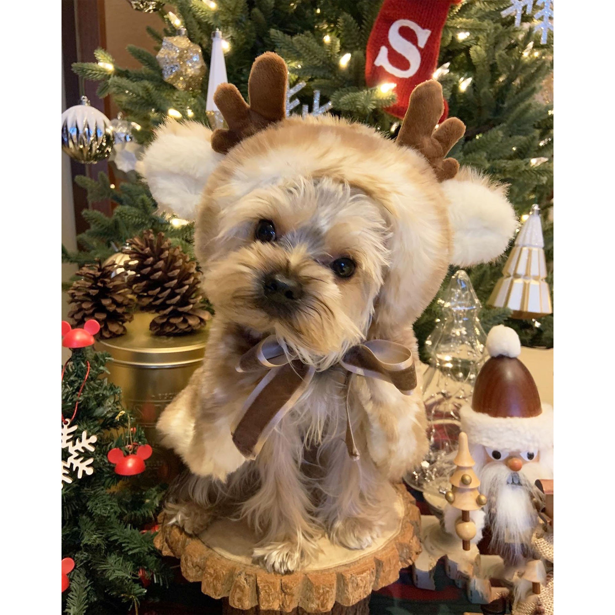6PR4638 Deko-Figur Weihnachtsdeko Hund Katze im Auto Merry Christmas ,  18,68 €