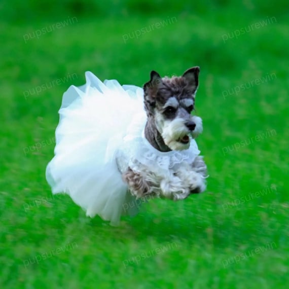 Vestidos Para Perro Hembra Qbleev Vestido De Perro, Vestido De