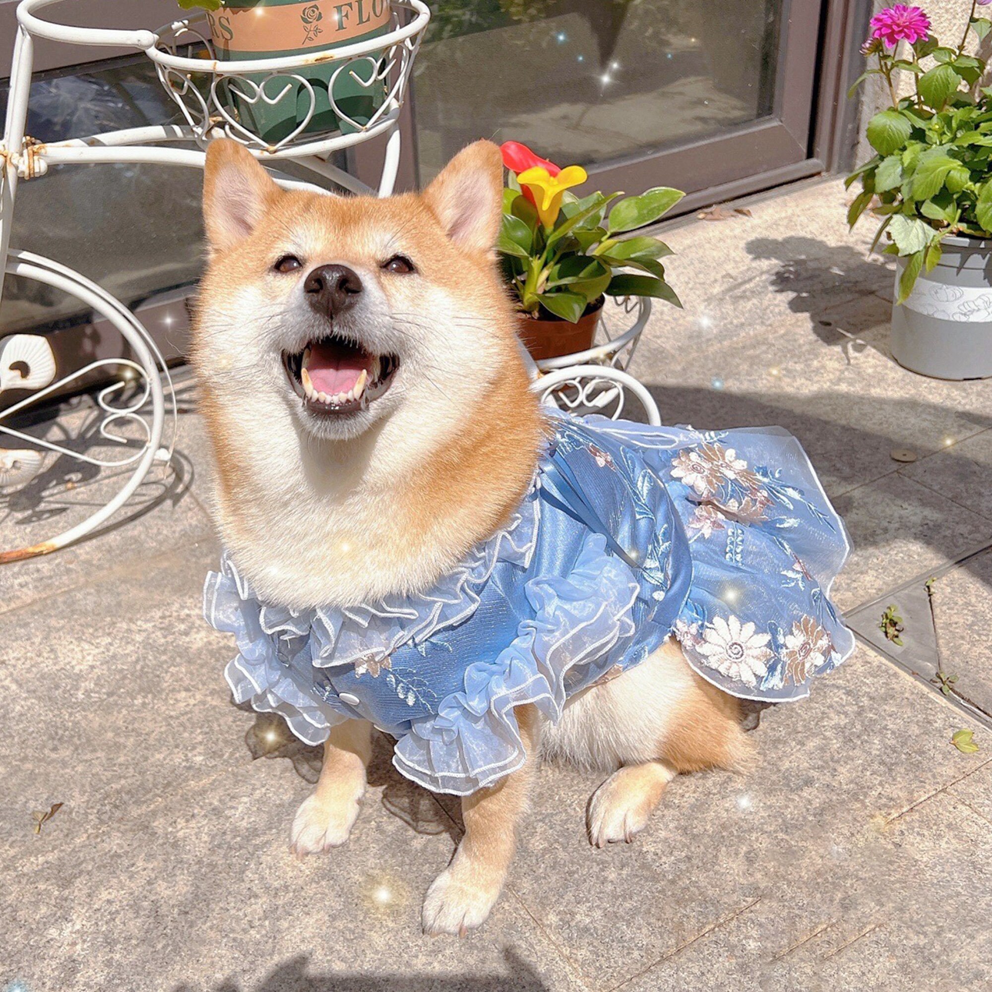 Dog bridesmaid dress outlet