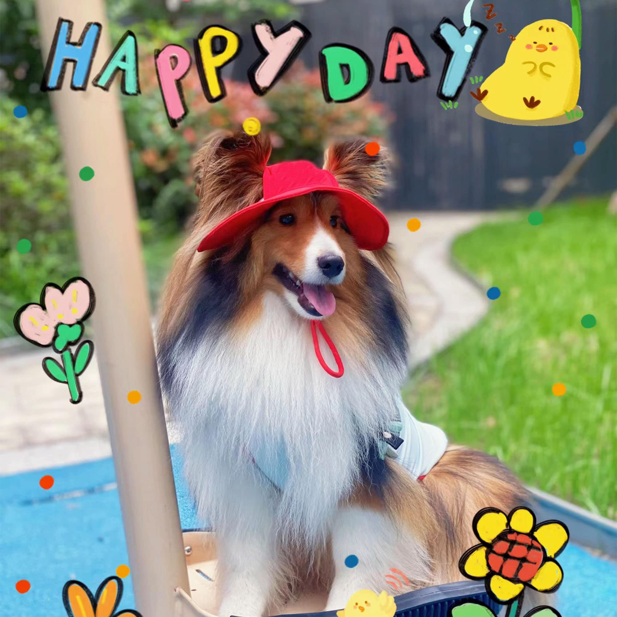 Dog Rain Hat Etsy Canada
