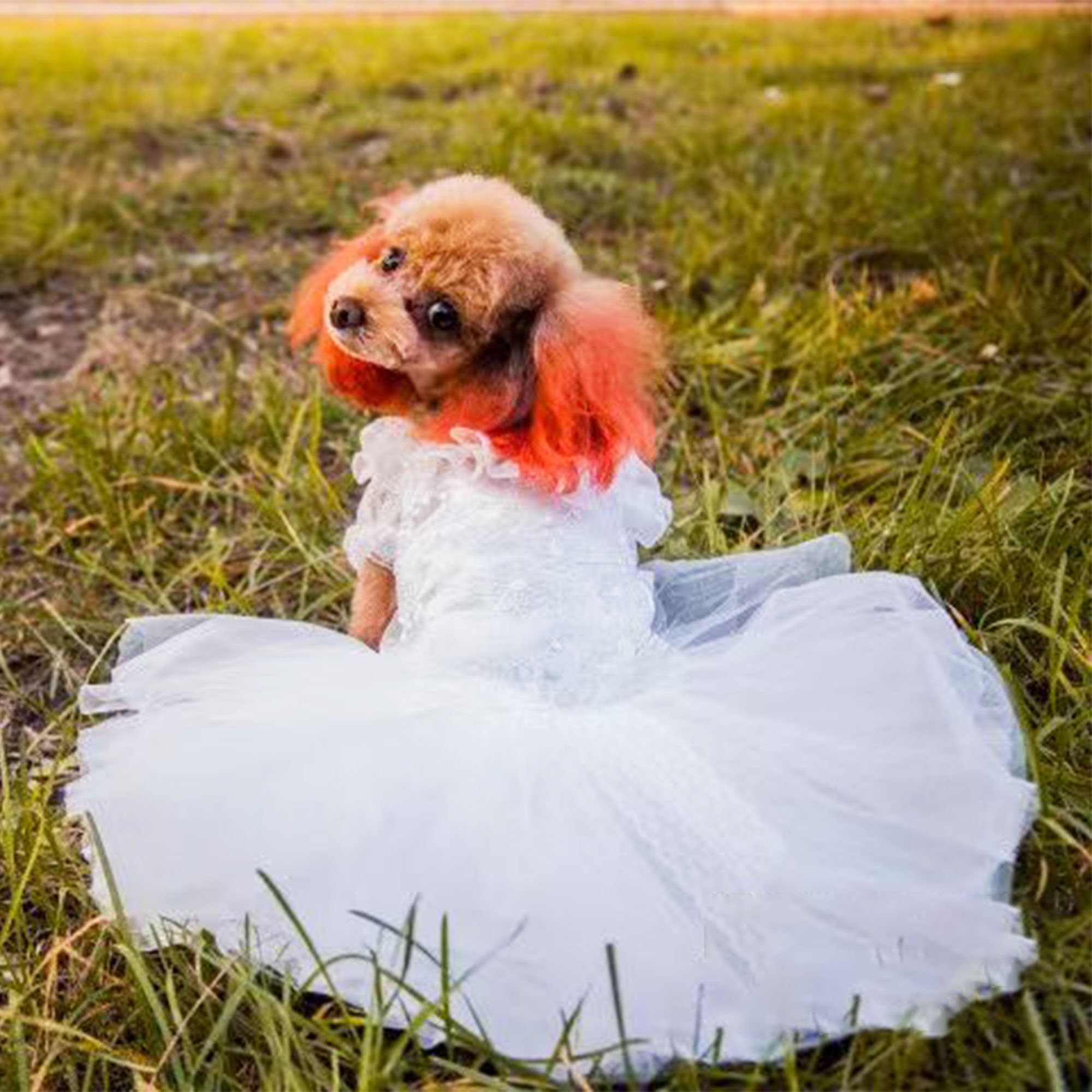 Dog maid of honor dresses online
