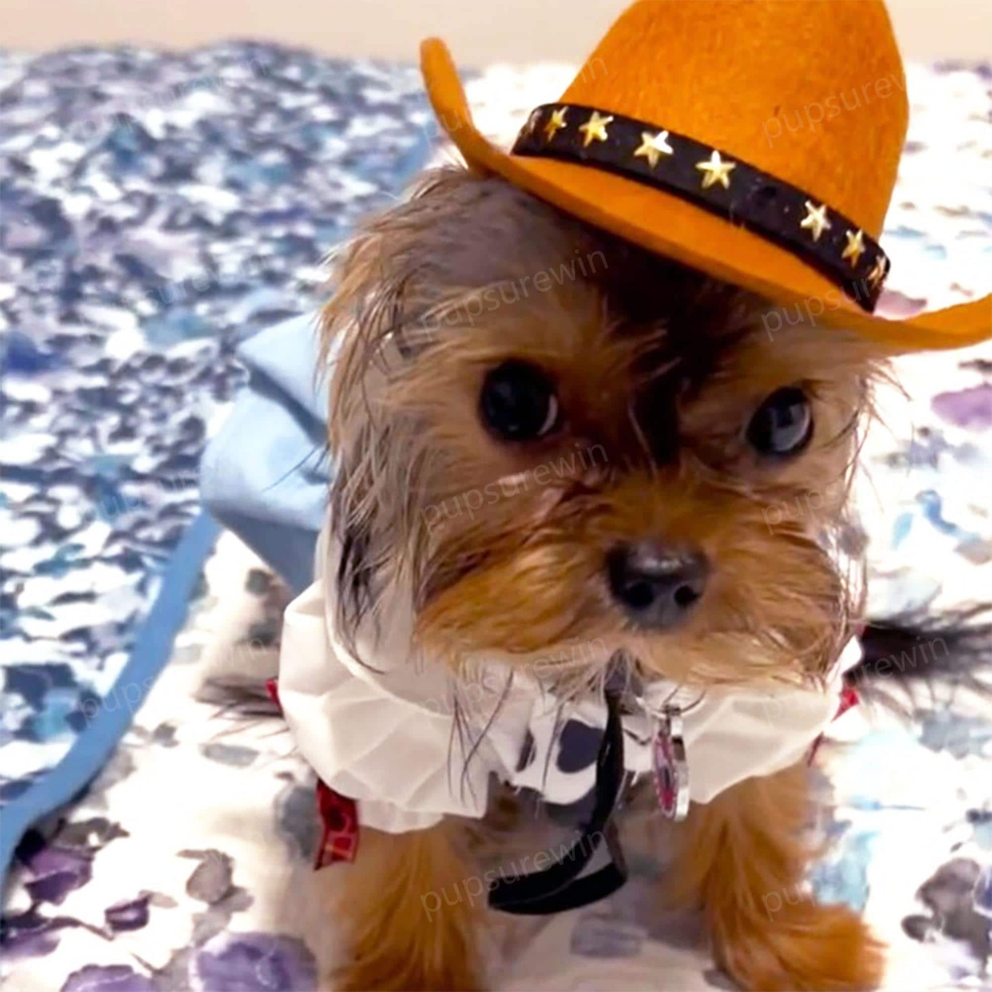 Costume Da Cowboy Per Animali Domestici, Cappello Da Cowboy E Bandana