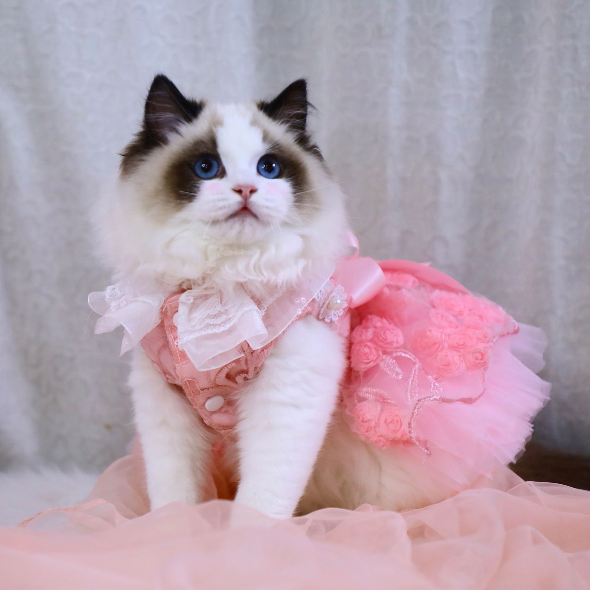 Cat in pink dress sales