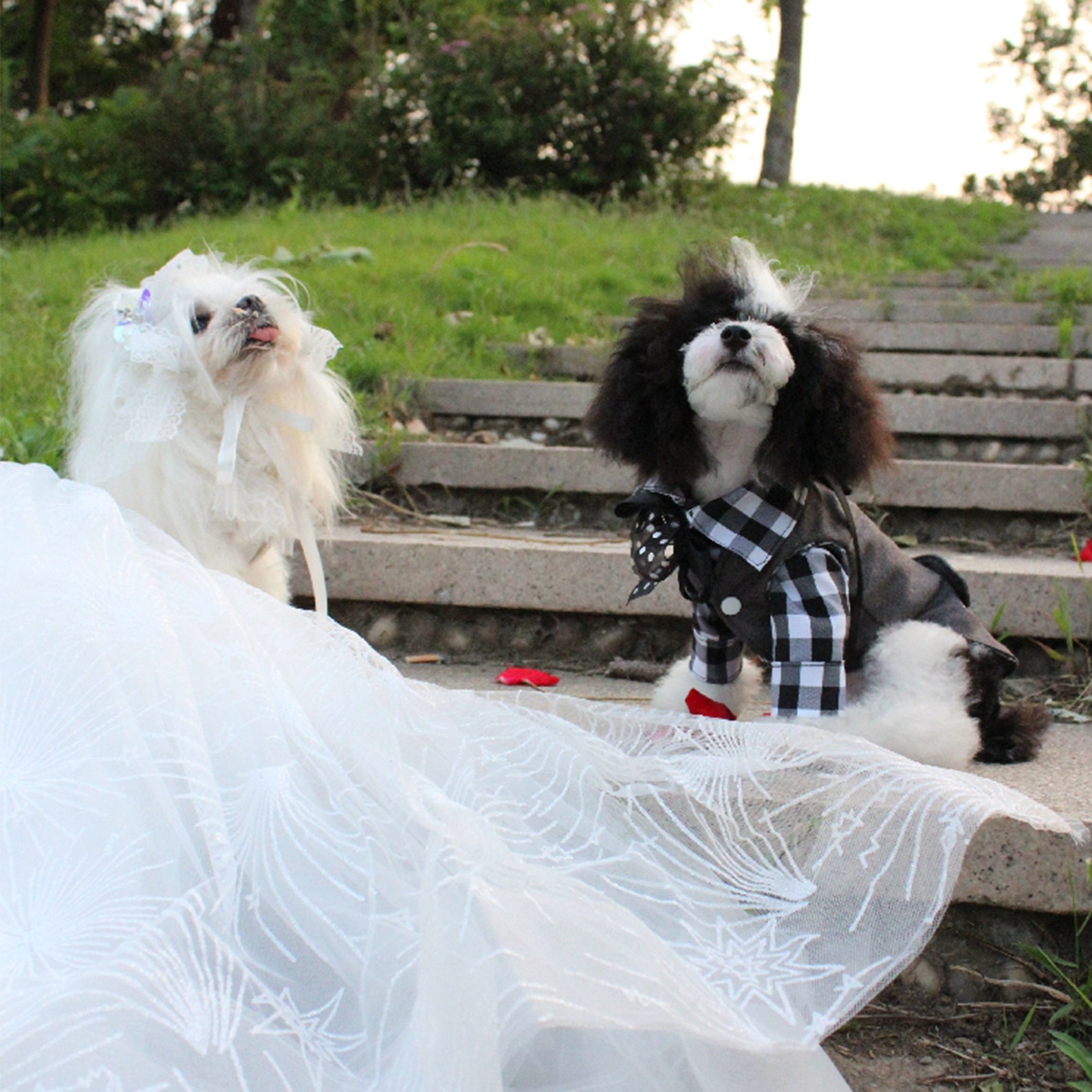 Boy Dog Wedding Suit Pet Bridegroom Costume Puppy Doggy Cat Etsy
