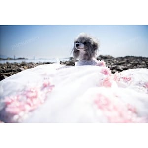 Kundenspezifisches Haustier-Hochzeitskleid - 3D-Rosa-Blumen-weißes Kleid mit langer Schleppe für Hunde und Katzen, Blumenmädchen-Hundekleid, Geburtstags-Foto-Shooting-Haustierkostüm