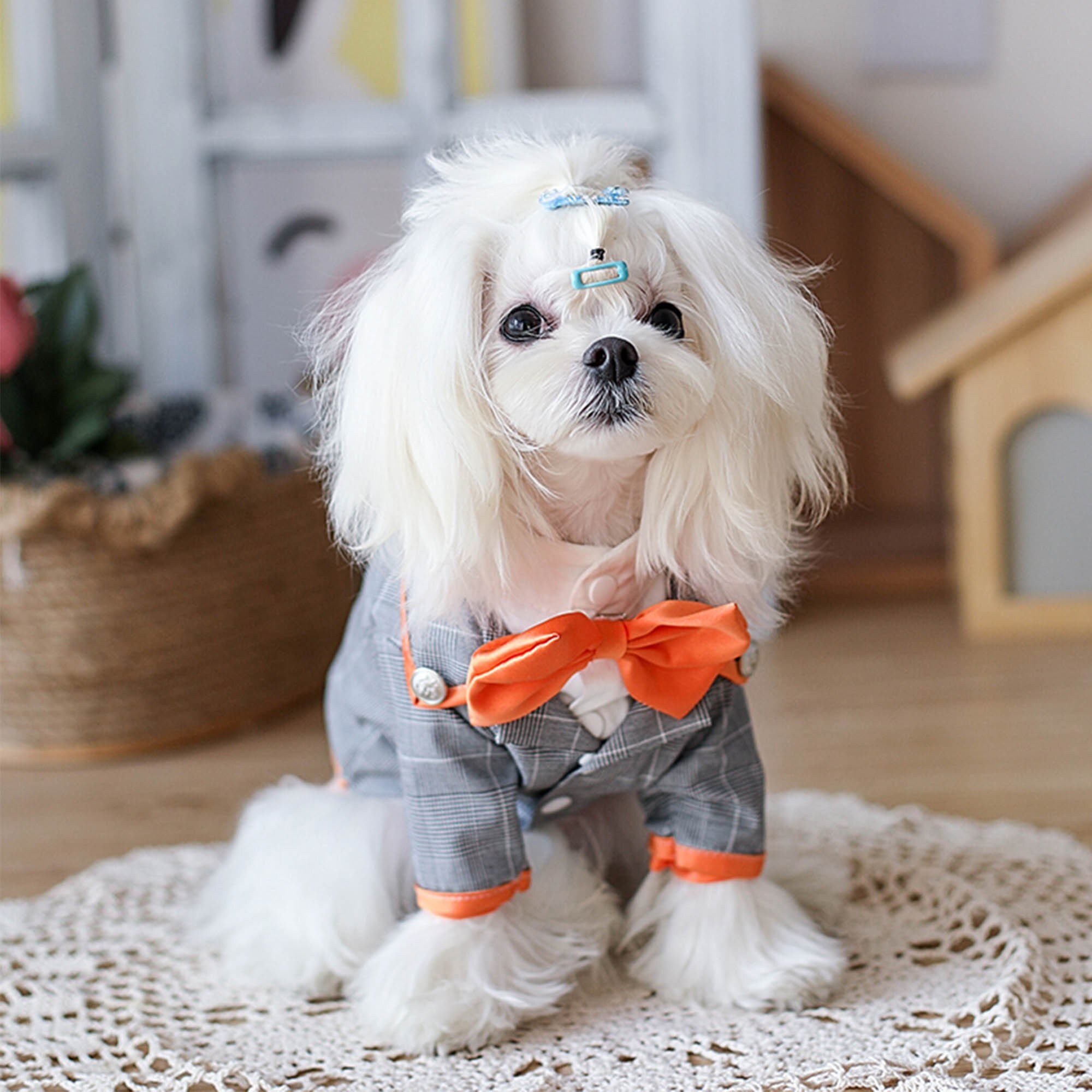Dog Halloween Party 2022 Dog Prince Costume Bridegroom Outfit Gentleman Formal Suit Pet Etsy India