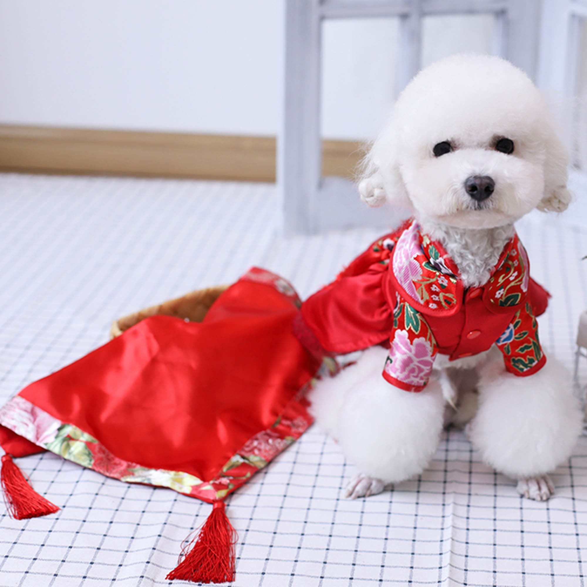 New years online eve dog outfits